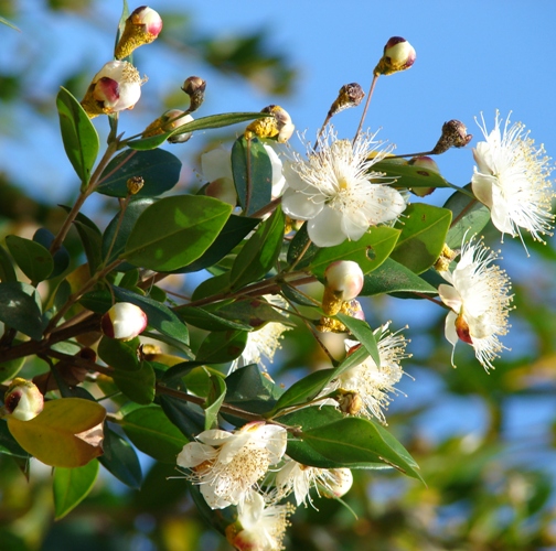 Green Myrtle Oil 2